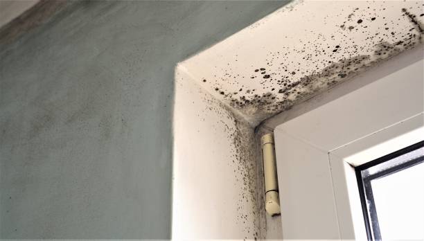 Best Asbestos and Lead Testing During Mold Inspection  in Belle Mead, NJ