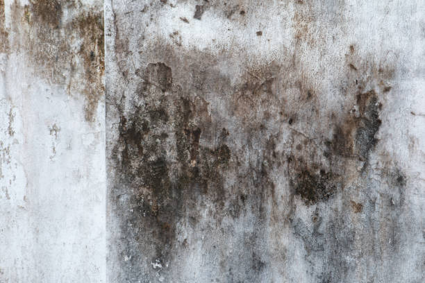 Best Mold Prevention Services  in Belle Mead, NJ