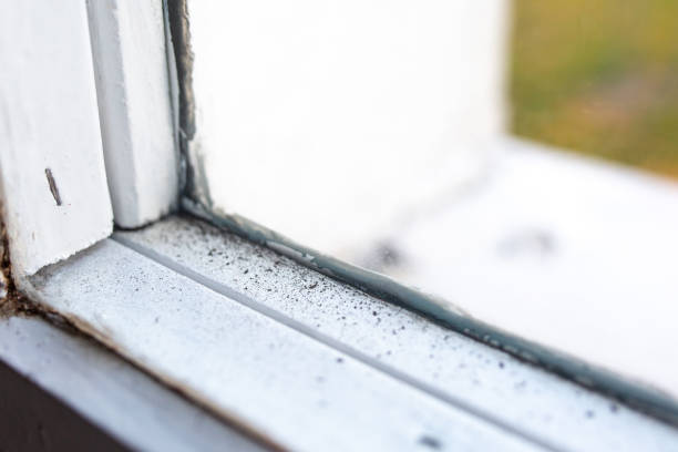 Best Attic Mold Removal  in Belle Mead, NJ