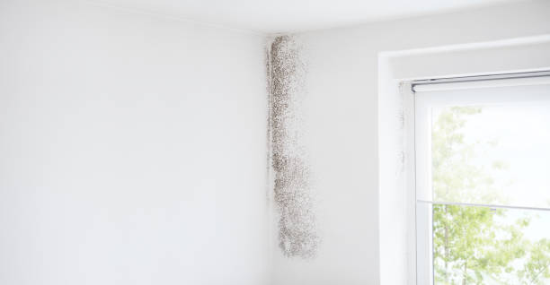 Best Airborne Mold Testing  in Belle Mead, NJ