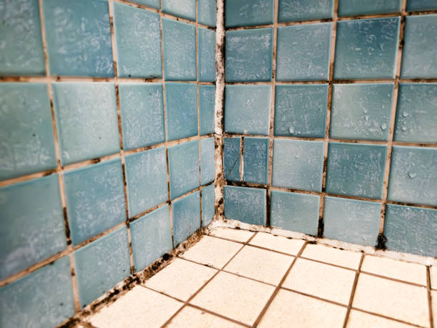  Belle Mead, NJ Mold Removal Pros