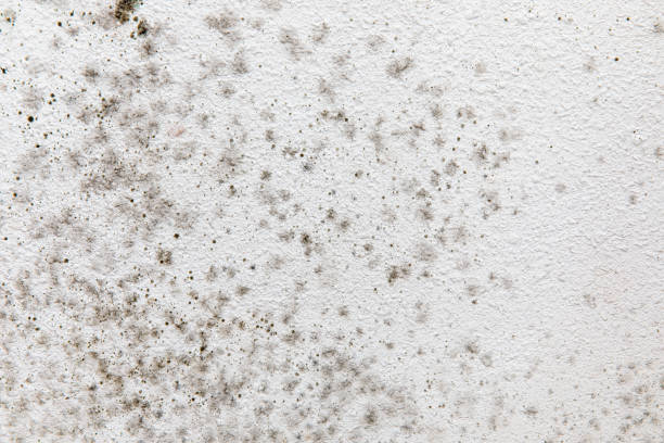 Best Residential Mold Inspection & Testing  in Belle Mead, NJ