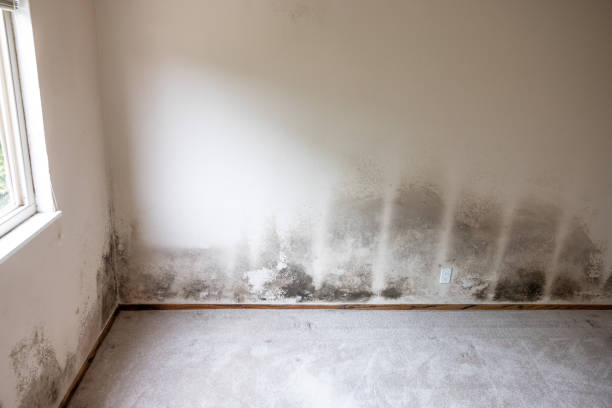 Best Mold Prevention Services  in Belle Mead, NJ