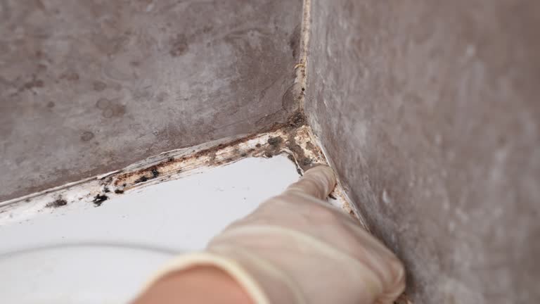 Mold Documentation for Insurance Claims in Belle Mead, NJ